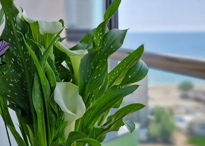 Panoramic Pool & Mamaia Nord 3* Navodari